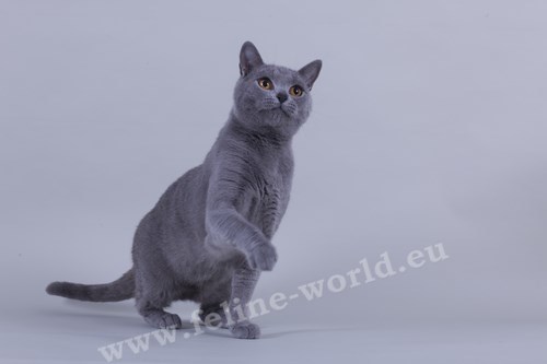 CHARTREUX_14 (RACE)